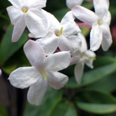 Jasmine Flower Infused Jojoba