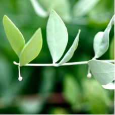 Jojoba, Golden Organic| Liquid Wax for Hydration, Skin Repair, and Hair Health