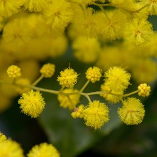 Mimosa Absolute Infused Jojoba - Limited Reserve