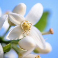 Neroli Infused Jojoba | Sweet Floral Moisturizer and Emotional Support