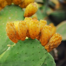 Prickly Pear Seed Oil - Organic