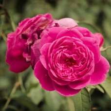 Rose Petal Infused Jojoba