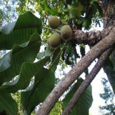 Shea Butter | Unrefined | Hydrating and Soothing Skincare Essential