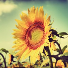 Sunflower Oil | Organic | Skin Care and Heart Health