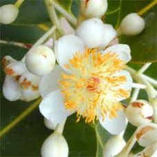 Tamanu (Foraha) | Organic | Oil | Natural Skin Regeneration and Healing Power