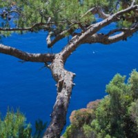 Maritime Pine Essential Oil Maritime Pine Essential Oil