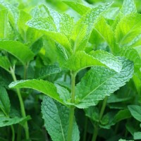 Peppermint Hydrosol | France