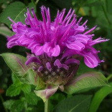 Bee Balm Hydrosol | Adaptability and Courage