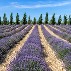 Thyme | Benchmark Essential Oil | The Thyme to Have