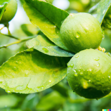 Lemon Petitgrain Essential Oil | Nervous System Support & Subtle Clarity 