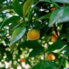 Mandarin Petitgrain Essential Oil | Cradling Calm, Energetic Recovery 