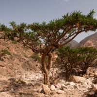 Frankincense frereana Essential Oil