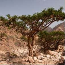 Frankincense frereana Essential Oil