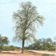 Guaiacwood Essential Oil Guaiacwood Essential Oil