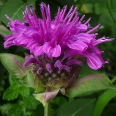 Monarda fistulosa ct GERANIOL Essential Oil 