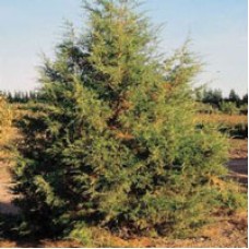 Juniper, Rocky Mount  Essential Oil - Sedona Distillation