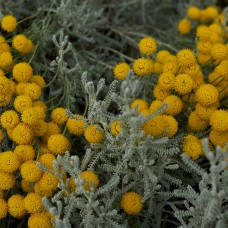 Santolina Essential Oil | Skin Support, Boundaries, Protection 