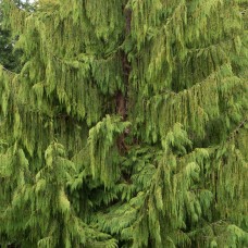 Cedarwood, Chinese - Weeping Cypress Essential Oil