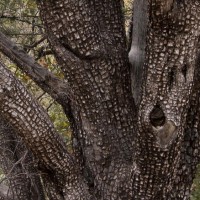 Alligator Juniper Wood Essential Oil - Vintage - Special Distillation
