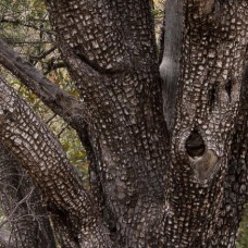 Alligator Juniper Wood Essential Oil - Vintage - Special Distillation