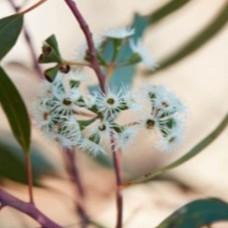 Eucalyptus Yandee Essential Oil | Ultra-High Cineole Eucalyptus Yandee Essential Oil | Ultra-High Cineole