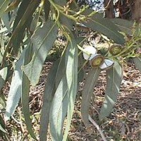 Eucalyptus globulus Essential Oil - Portugal