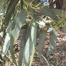 Eucalyptus globulus Essential Oil - Portugal Eucalyptus globulus Essential Oil - Portugal