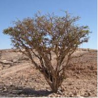 Frankincense carterii Essential Oil