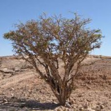 Frankincense carterii Essential Oil