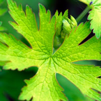 Geranium Essential Oil - Egypt Geranium Essential Oil - Egypt