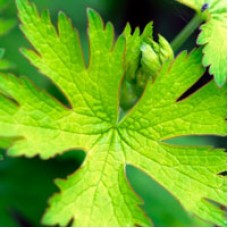 Geranium Essential Oil - Egypt