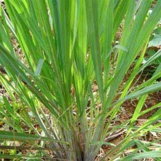 Gingergrass Essential Oil Gingergrass Essential Oil