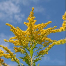 Goldenrod Essential Oil Goldenrod Essential Oil