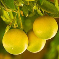 Grapefruit, White STEAM Distilled Essential Oil