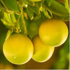 Grapefruit, White STEAM Distilled Essential Oil