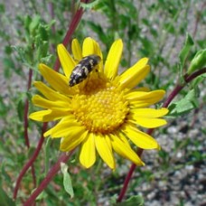 Grindelia Essential Oil - Limited Reserve EXTREMELY RARE