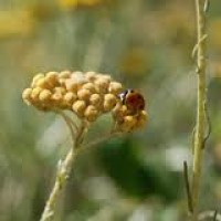 Helichrysum Gymnocephalum Essential Oil Helichrysum Gymnocephalum Essential Oil