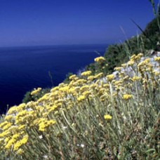 Helichrysum italicum Hydrosol | Immortelle for Skin and Emotional Healing | USA
