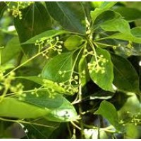 Ho Wood Essential Oil