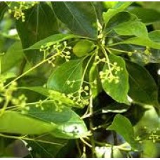 Ho Wood Essential Oil