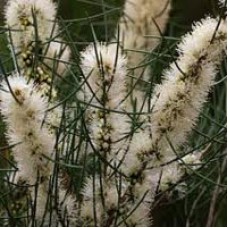 Honey Myrtle Essential Oil | Breath, Cleansing + Clarity