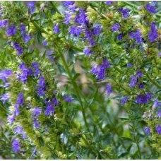 Hyssop Essential Oil ct. 1,8-cineole | Sacred Purification & Respiratory Clarity