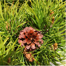 Lodgepole Pine Essential Oil | Resilience & Respiratory Support | Limited Reserve