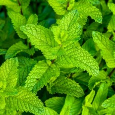 Peppermint Essential Oil - English
