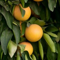 Grapefruit, Ruby  Essential Oil | Uplifting, Lymphatic & Emotional Clarity