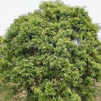 Sandalwood Essential Oil - New Caledonia