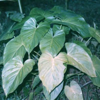 Ghandi Root Essential Oil