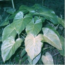 Ghandi Root Essential Oil