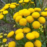 Blue Tansy (Moroccan Chamomile) Essential Oil