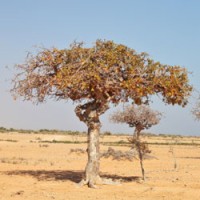 Myrrh Essential Oil